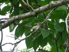 Myiopagis subplacens