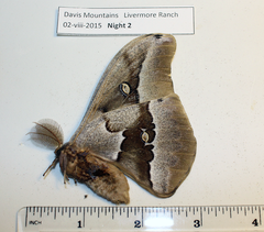 Antheraea oculea