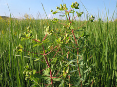Euphorbia semivillosa