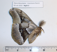 Antheraea oculea