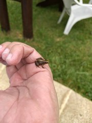 Pseudopaludicola falcipes