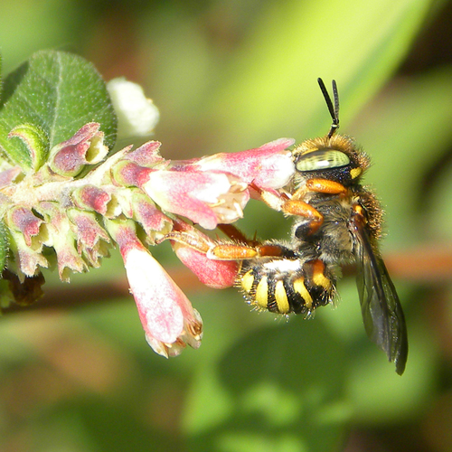 Oblong Woolcarder Bee photographed in Kentucky