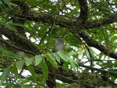 Arremonops conirostris