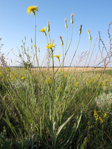 Scorzonera hispanica iNat (2)