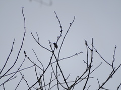 Chaetocercus berlepschi