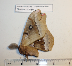 Antheraea oculea