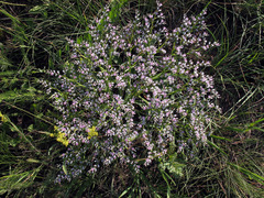 Goniolimon tataricum