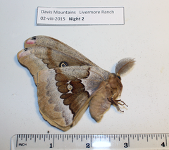 Antheraea oculea