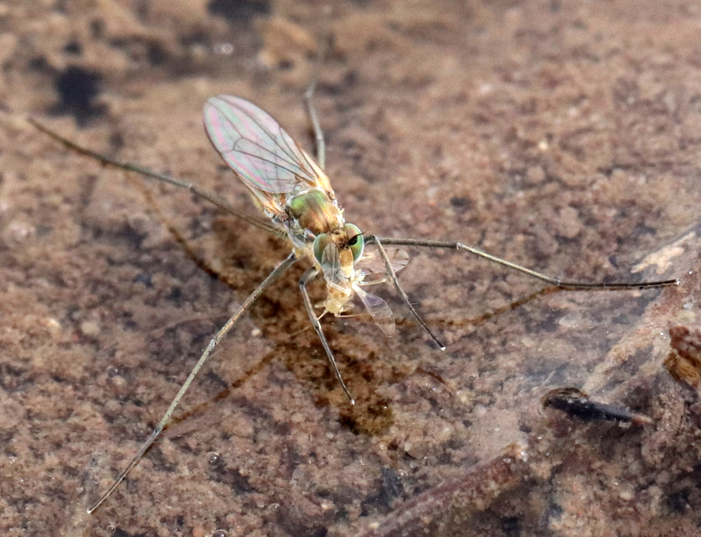 Hydatostega cerutias