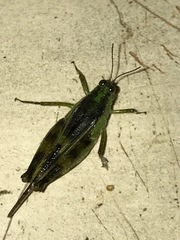 Paulinia acuminata