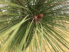 Pinus
