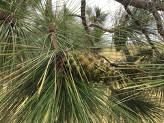 Pinus