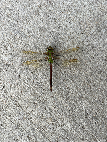 Common Green Darner photographed in South Dakota
