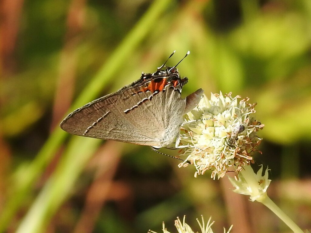 gray-hairstreak-from-jackson-county-ms-usa-on-august-13-2023-at-07