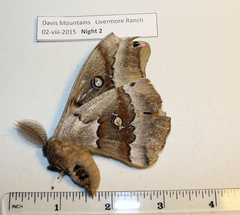 Antheraea oculea