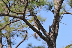 Accipiter cooperii image
