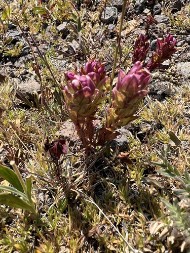 Image of Orthocarpus imbricatus by no rights reserved