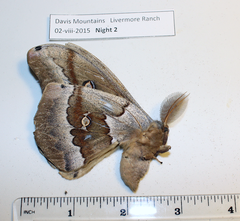 Antheraea oculea