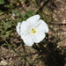Nierembergia rigida - Photo (c) Lucas C. Wheeler, algunos derechos reservados (CC BY-NC)