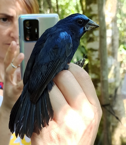 Amazonian Grosbeak (Cyanoloxia rothschildii), photo 1