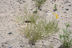Senna aphylla