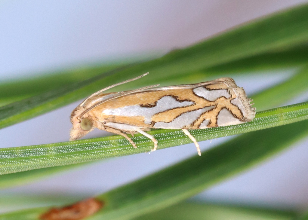 Pelochrista argentifurcatana