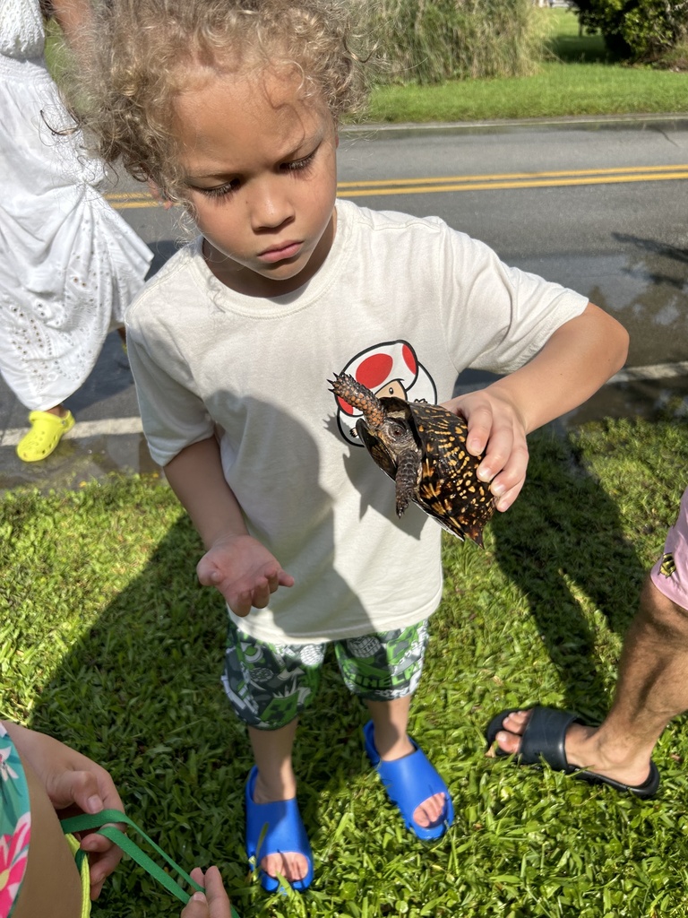 Eastern Box Turtle in July 2023 by yelijelli. Moved out of the road ...