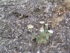 Seseli gummiferum