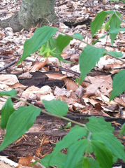 Prosartes lanuginosa