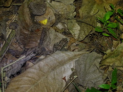 Leptodactylus labrosus