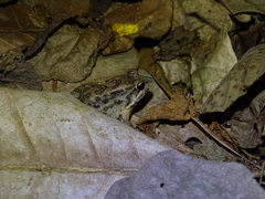 Leptodactylus labrosus