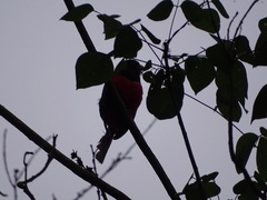Trogon mesurus