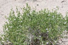Justiciinae
