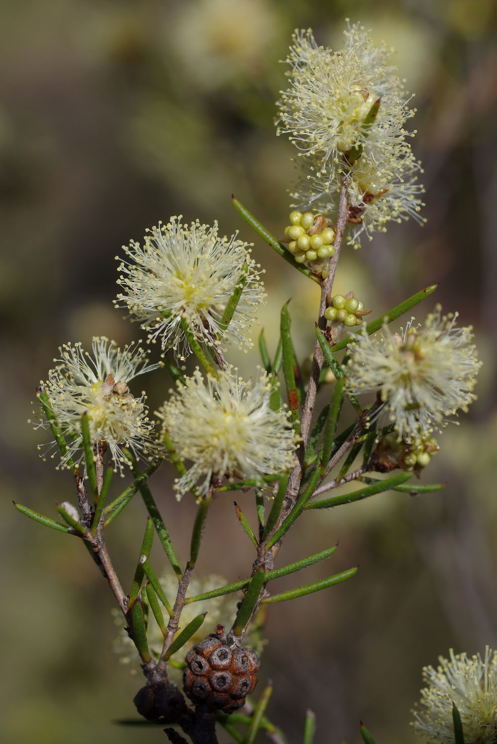 Melaleuca uncinata
