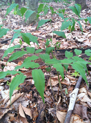 Prosartes lanuginosa