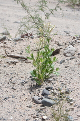 Nicotiana paa