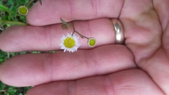 Erigeron tenuis