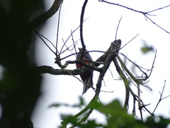 Trogon mesurus