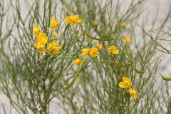 Senna aphylla