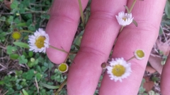 Erigeron tenuis