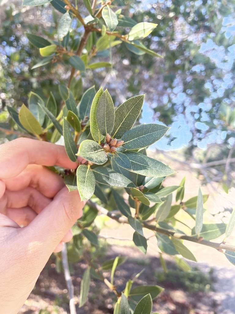 Interior live oak from Fort Ord National Monument, Salinas, CA, US on ...