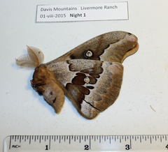 Antheraea oculea