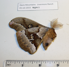 Antheraea oculea