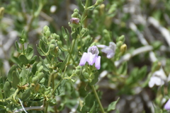 Poikilacanthus tweedieanus
