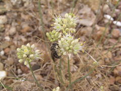 Allium marschalianum