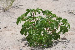 Jatropha peiranoi