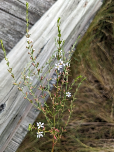 Image of Lythrum lineare by (c) Alina Martin, some rights reserved (CC BY)