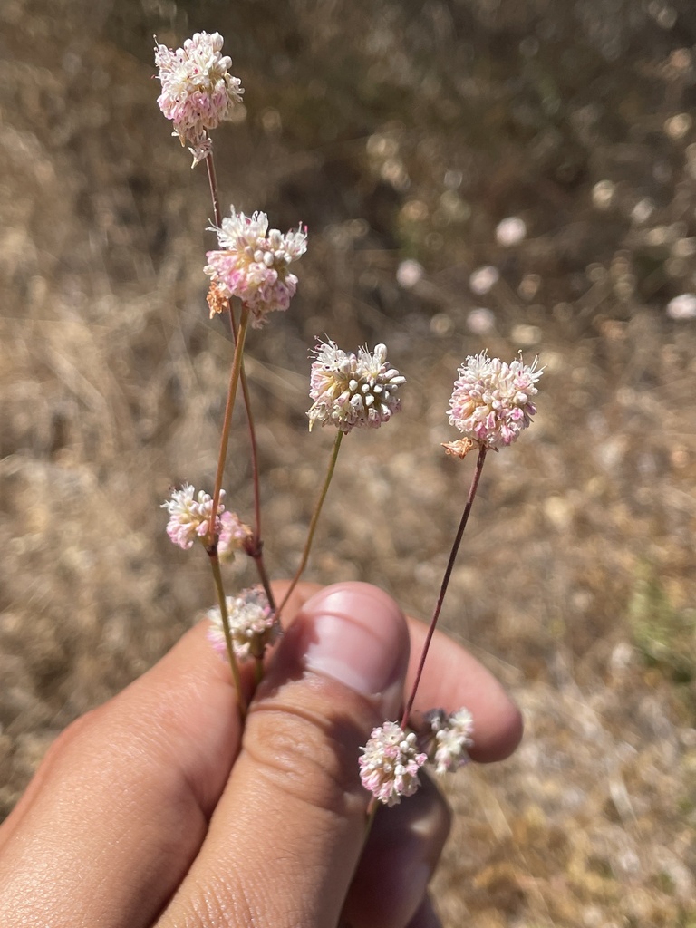 Naked Buckwheat From Fort Ord National Monument Marina Ca Us On