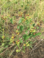 Pentarrhinum insipidum