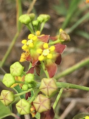 Pentarrhinum insipidum